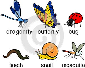 Set of cartoon invertebrate animals dragonfly, leech, snail, mosquito, butterfly and beetle isolated on white photo